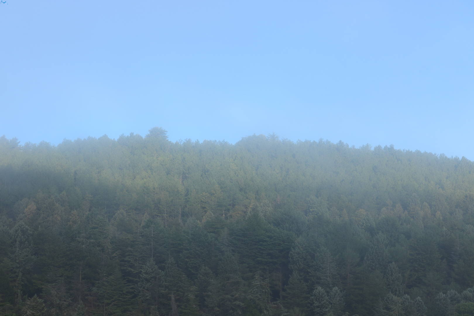 Niebla en los árboles