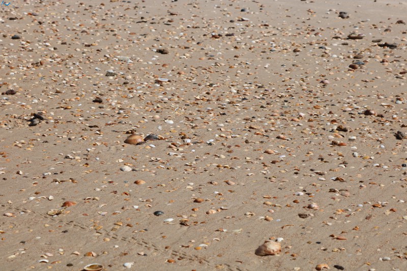 Playa Doñana y sus conchas