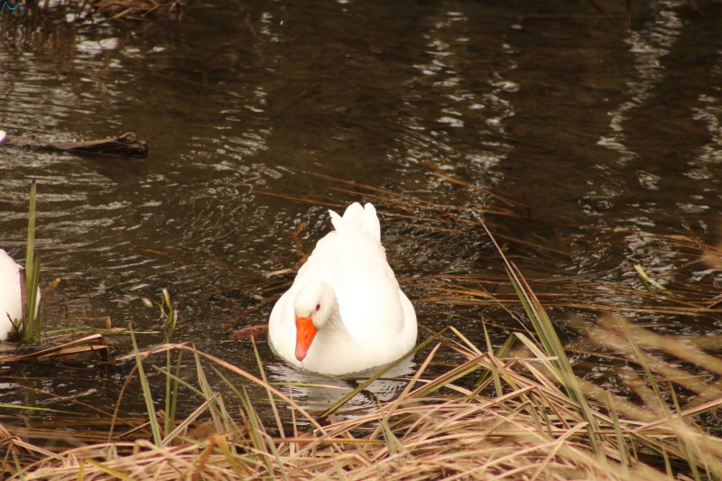 Cisne en Fuentes Blancas