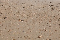 Playa Doñana y sus conchas