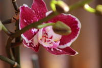 Flor de Orquidea