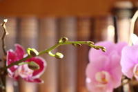 Flor de Orquidea
